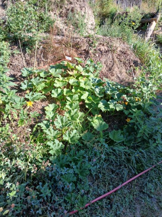 Pumpkin vines are spreading all over!!