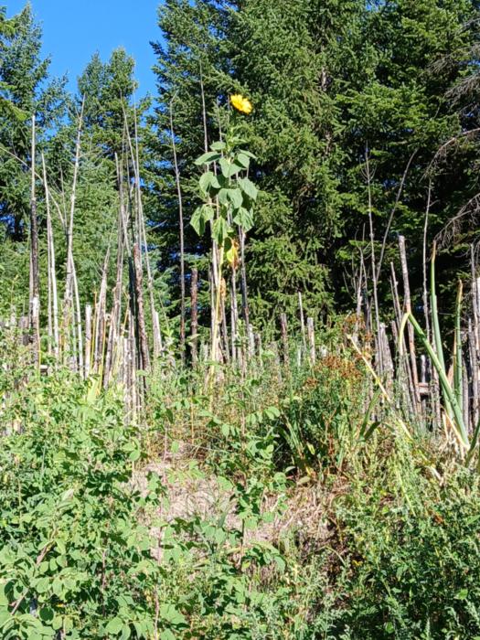 Lone sunflower!!