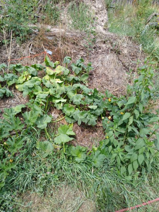 Pumpkin vines got a little deflated, but we got them all charged up with water!!