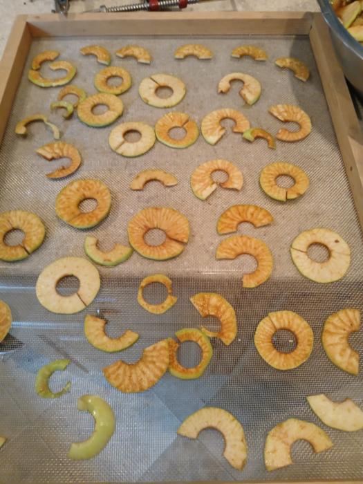 Apple slices on dehydrator screens