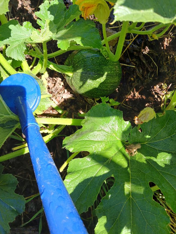 Pumpkin still growing