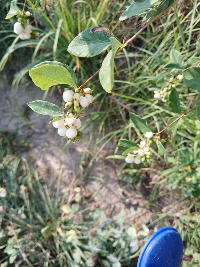 Snow berries?