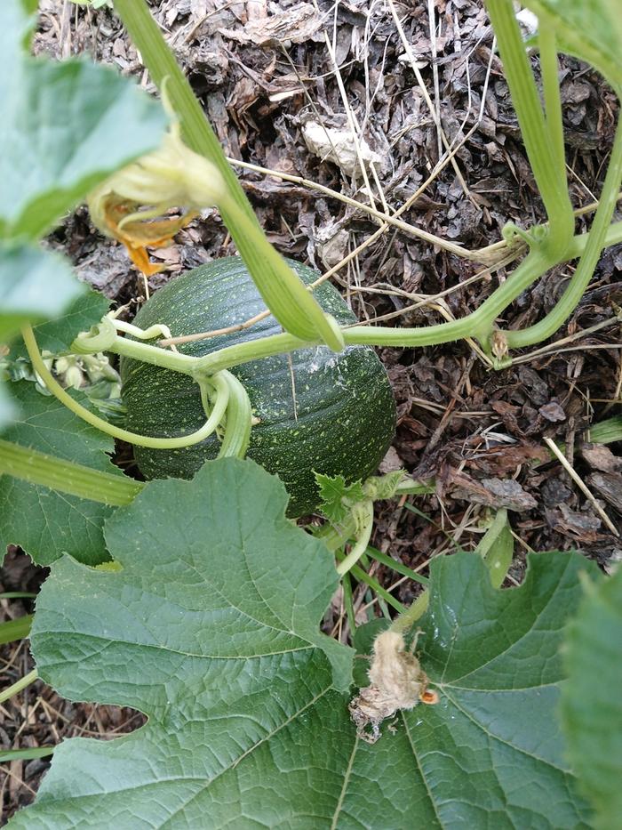 Pumpkins coming right along