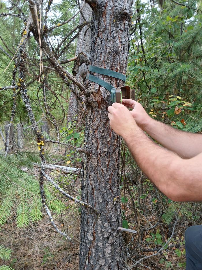 Trail cam maintenance