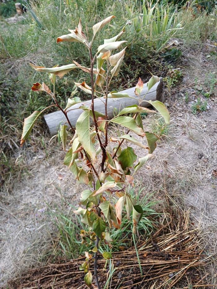 Poor apple tree 1