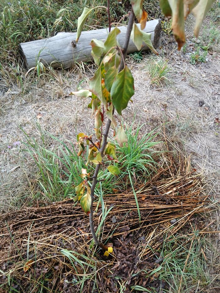 View 3 of the ailing tree