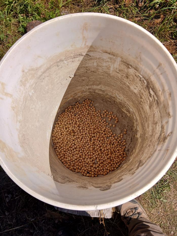 Wild peas to sow