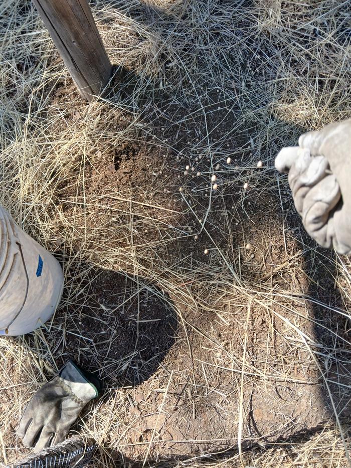 Sowing wild peas in the gulag