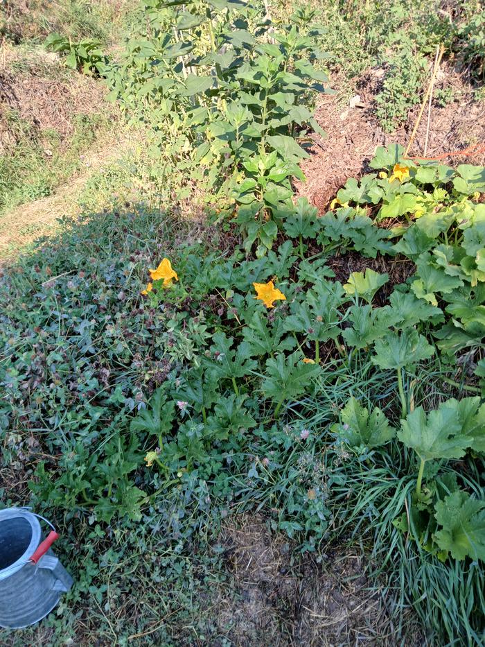 Pumpkins looking great!