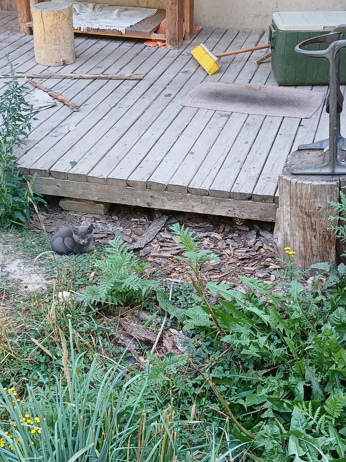 Kittens hiding under the porch