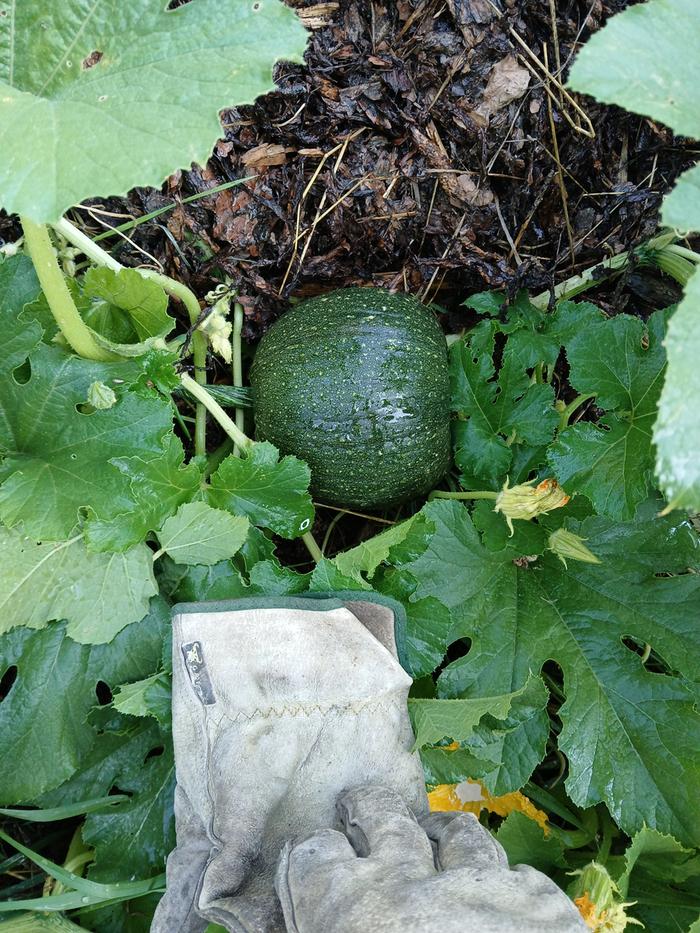 Pumpkin still growing pretty well