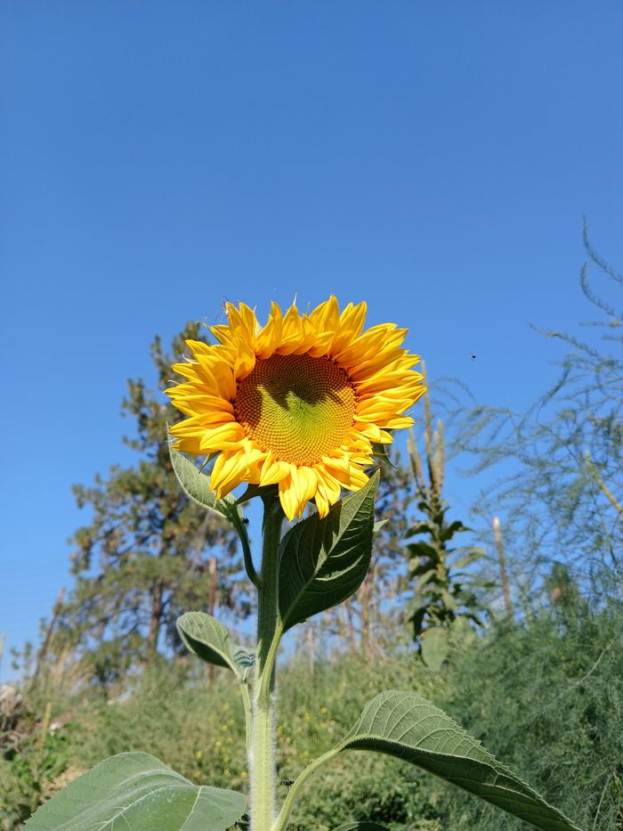 Sunflower finally opened up at base camp!