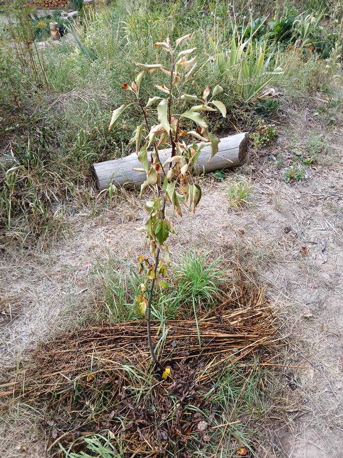 Sad Prairie Spy apple tree