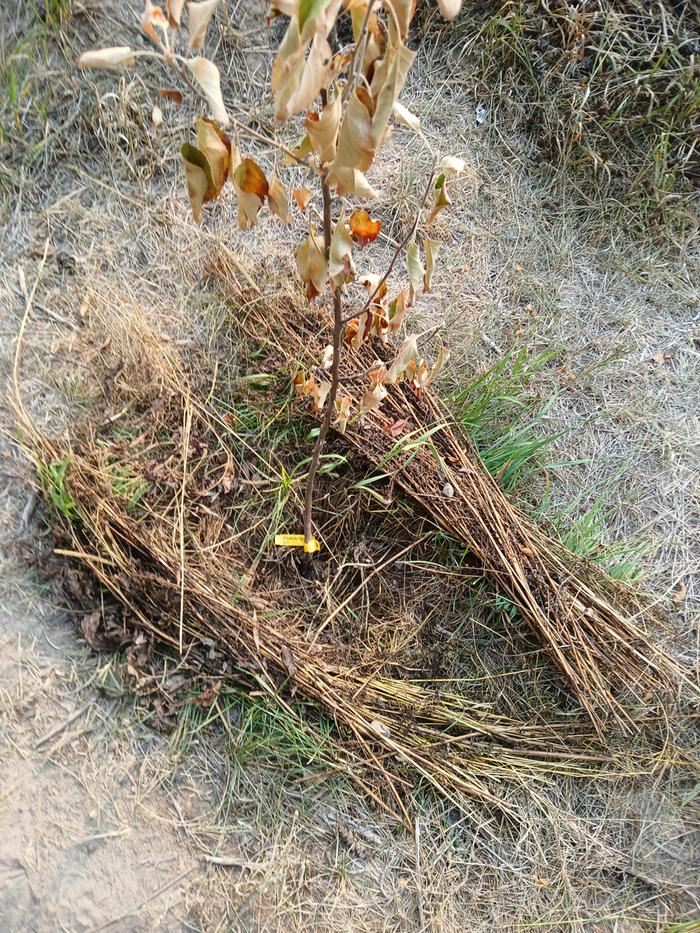 Tree looks worse :( I parted the existing mulch to make a "donut"