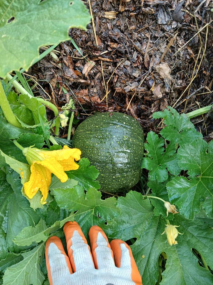 Pumpkin still looking great!
