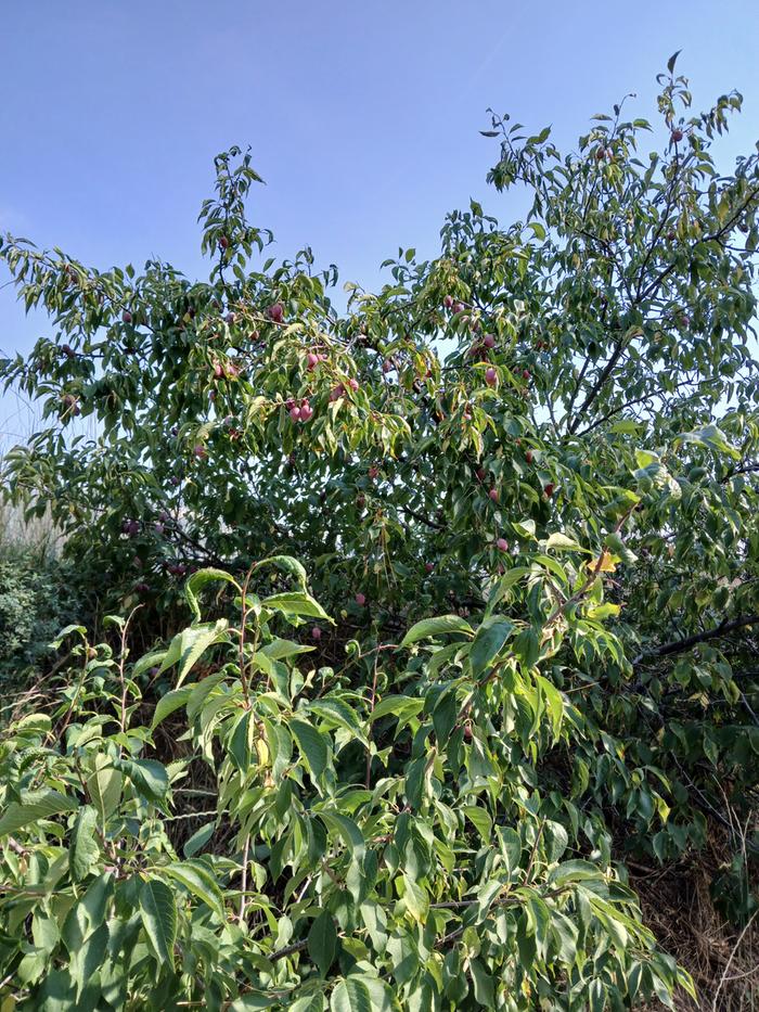 Plums ready to harvest