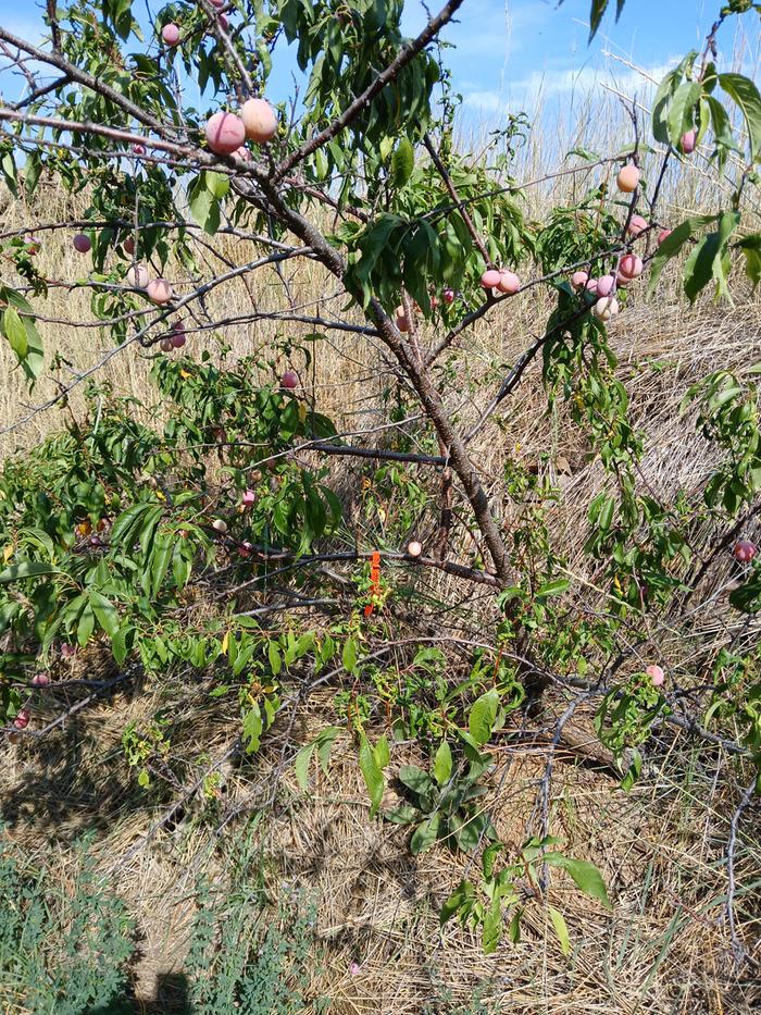 Another view of the plums