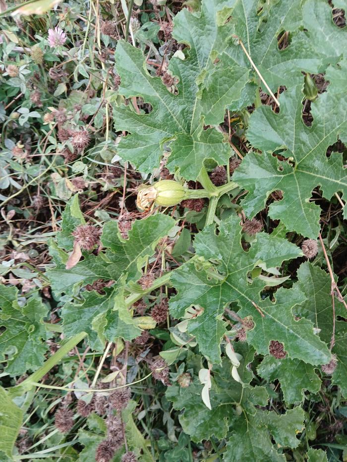 Small pumpkin just starting out