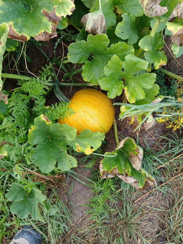 More GAMCOD pumpkins