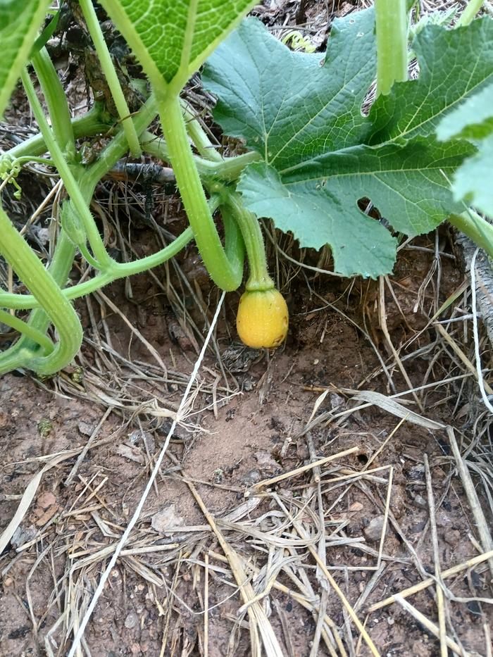 Little pumpkin or squash