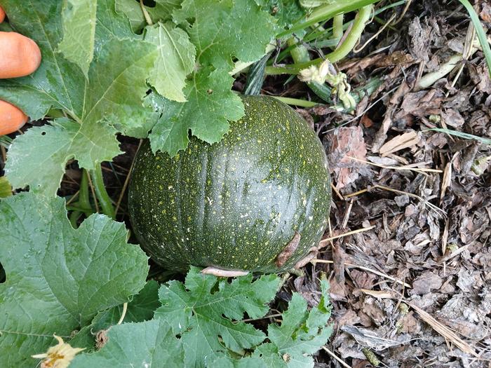 Pumpkin still slowly growing in front of the Abbey