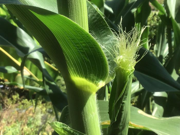 Sorghum corn