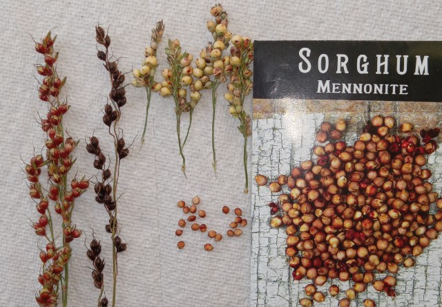 Size comparison broomcorn millet Mennonite sorghum 