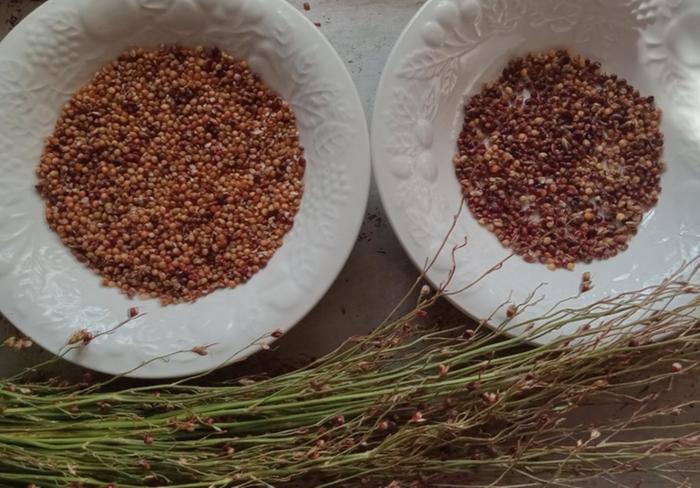 Processing broomcorn for food