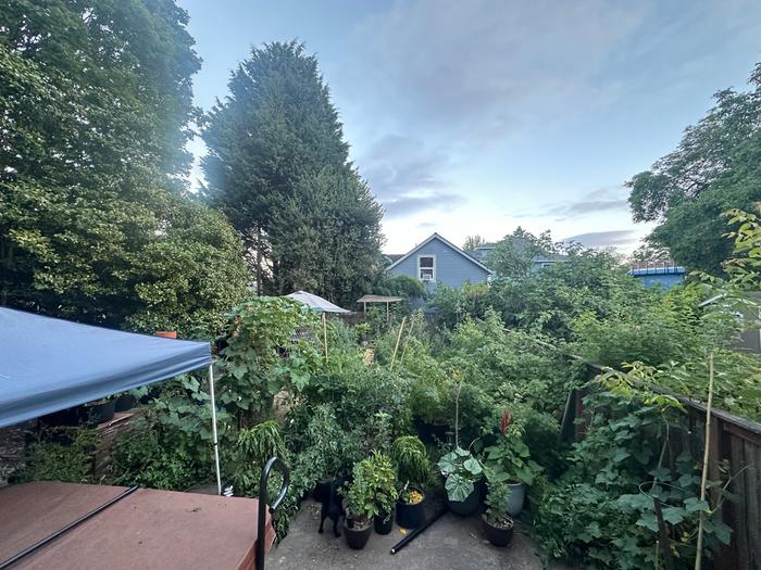 Potted food forest trees in a Portland backyard