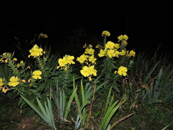 [Thumbnail for 21-Evening-Primrose.JPG]