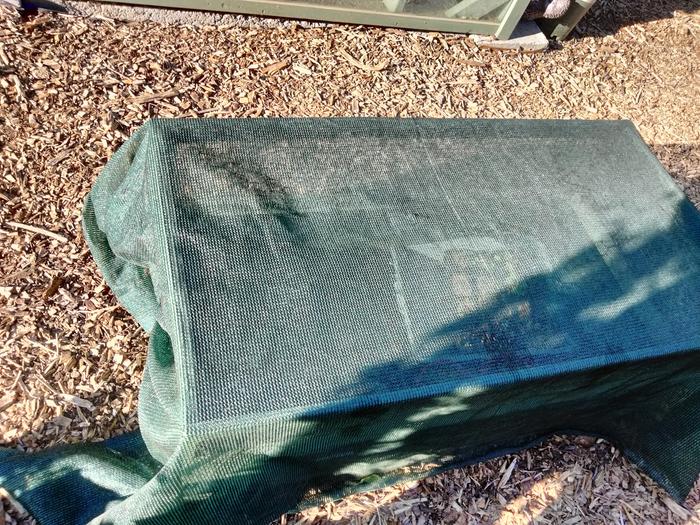 Strawberry bed with shade cloth 