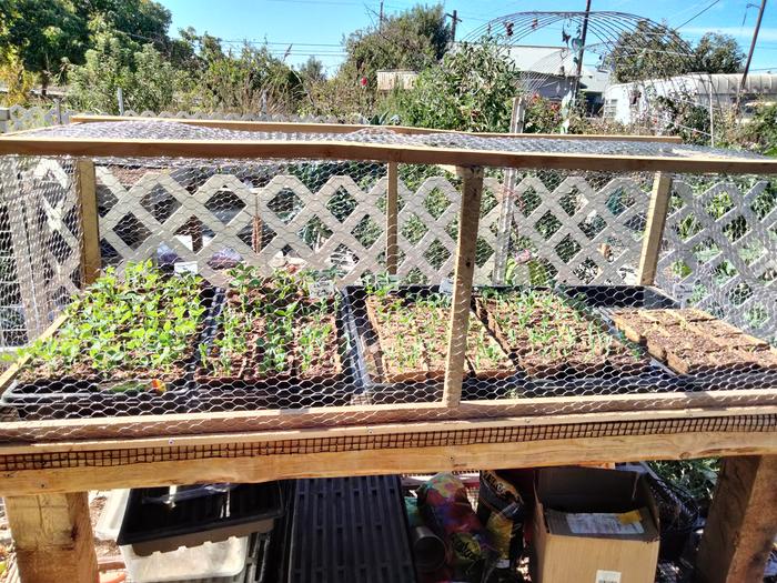 Seed starting table cage