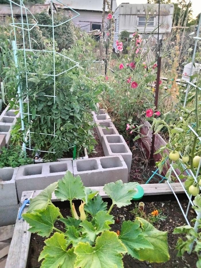 This is the bed last summer when it had rat holes, that didn't seem to bother the plants 