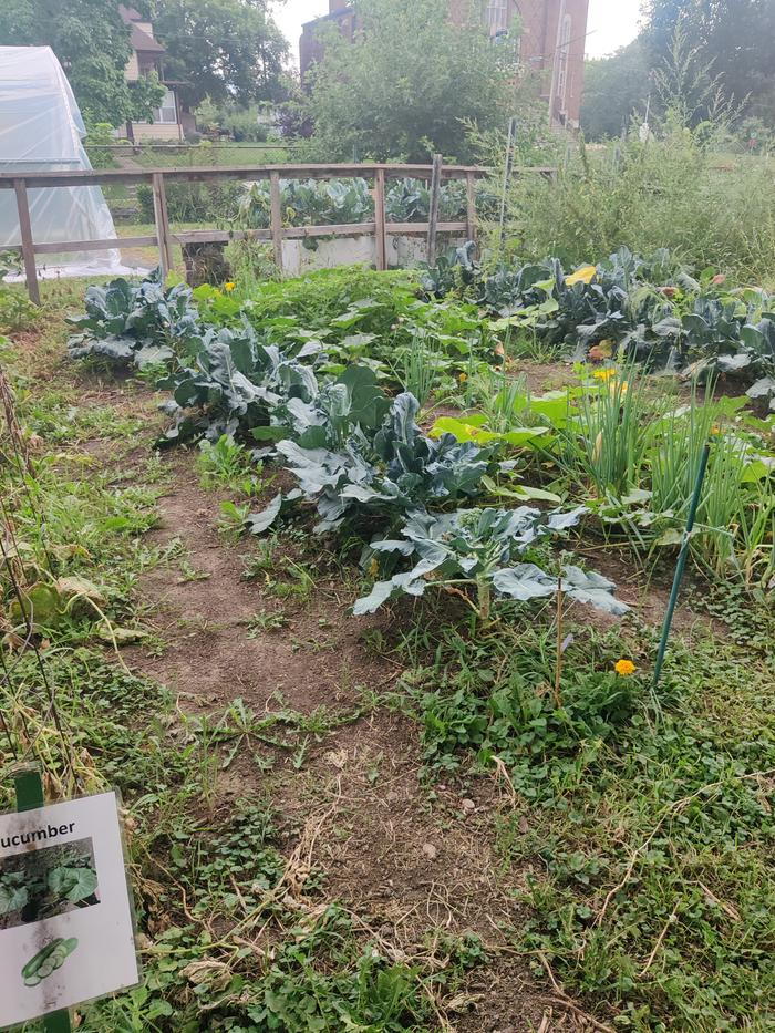 a community garden in minnesota