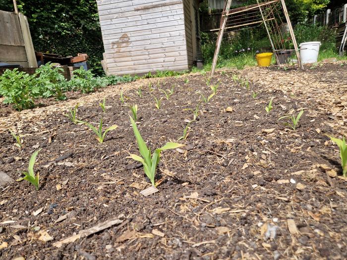 Sweetcorn