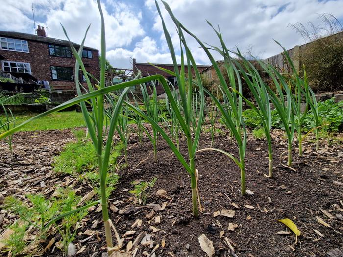 Garlic1