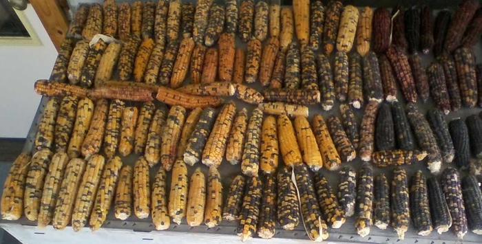 Drying sweet corn.
