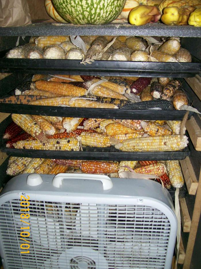 Drying flour corn