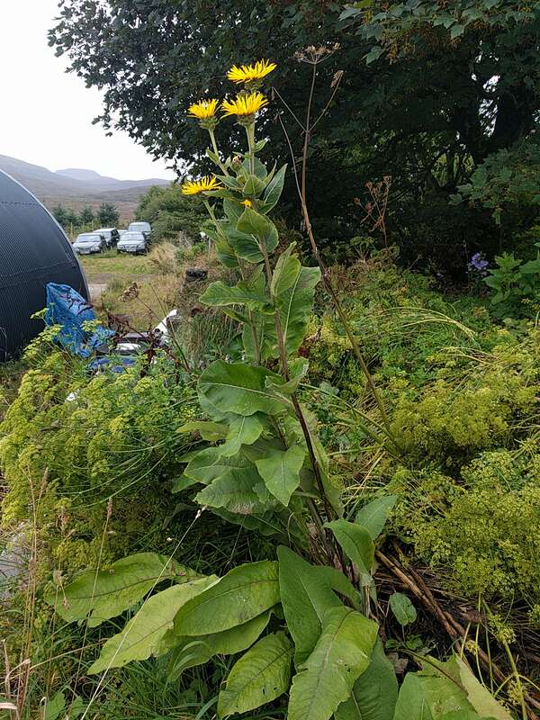 plant total view