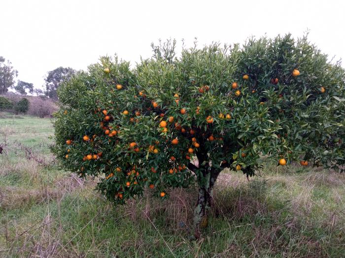 I itnhk tangerines but may be clementines