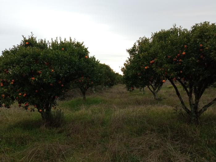 Citrus grove