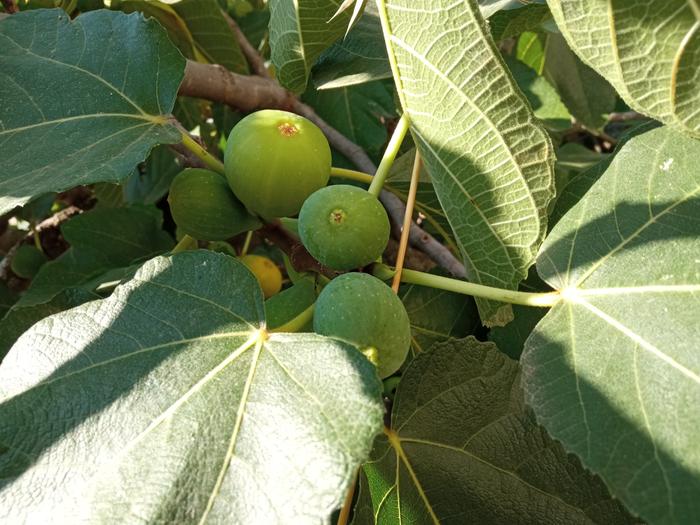 Figs