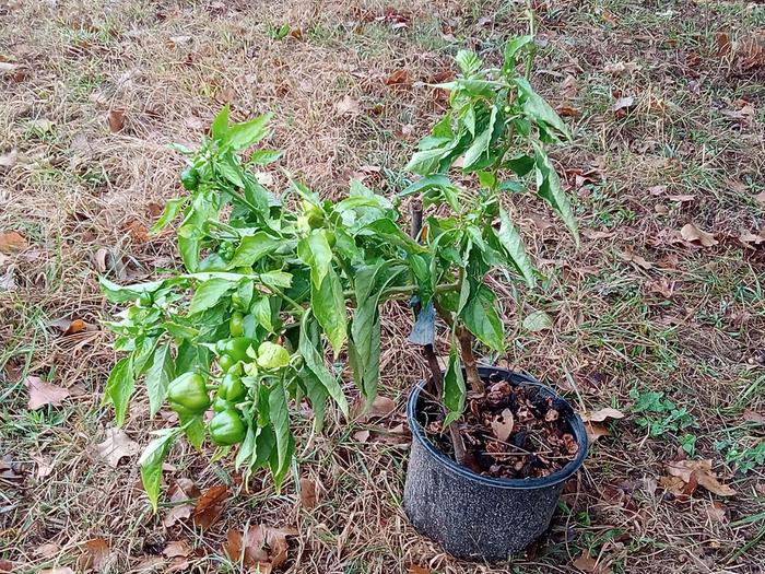 Uprooted bell pepper for indoor overwintering