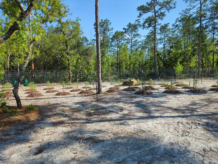 planting an orchard on sand