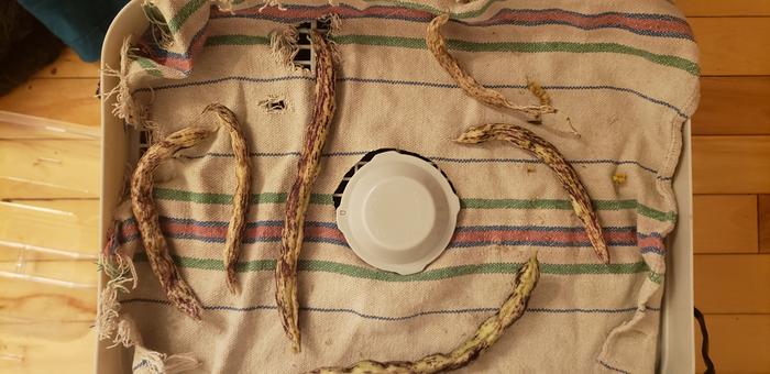 Rattlesnake beans (drying)