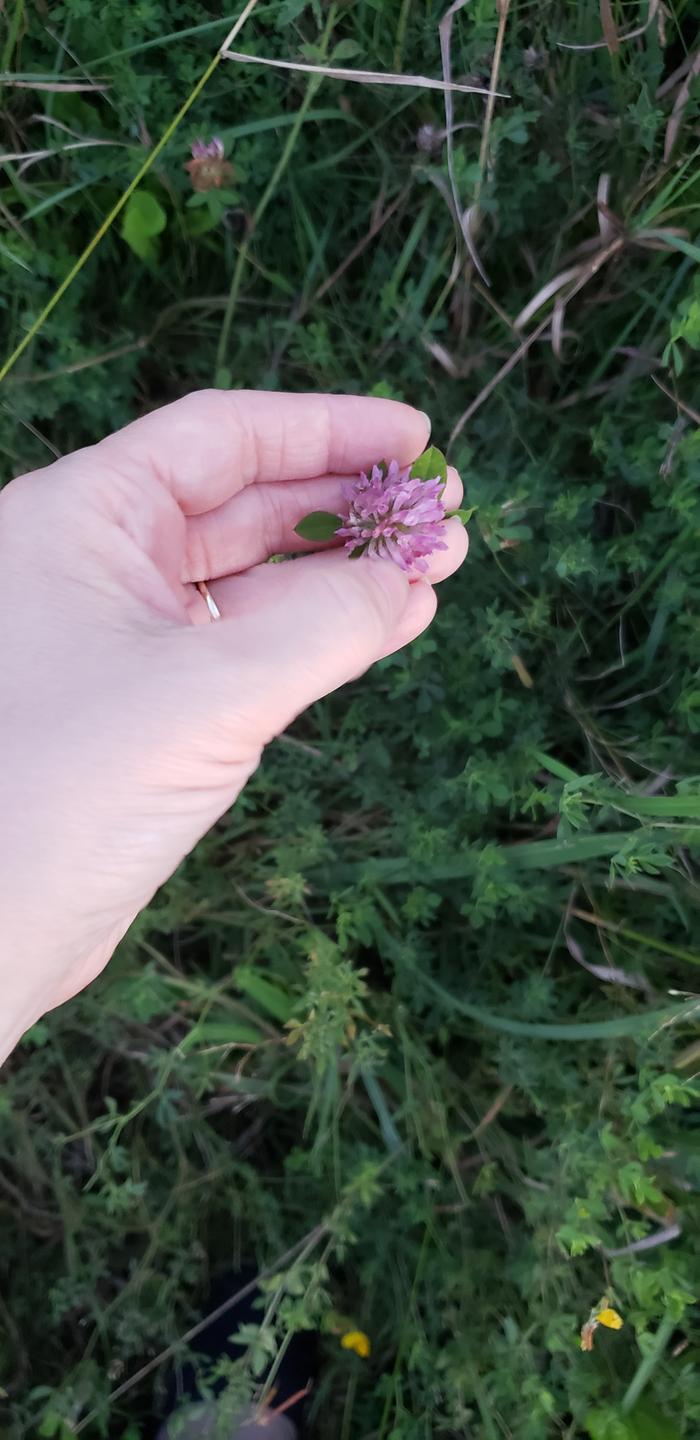 Foraging for red clover (very little left in my usual spot )
