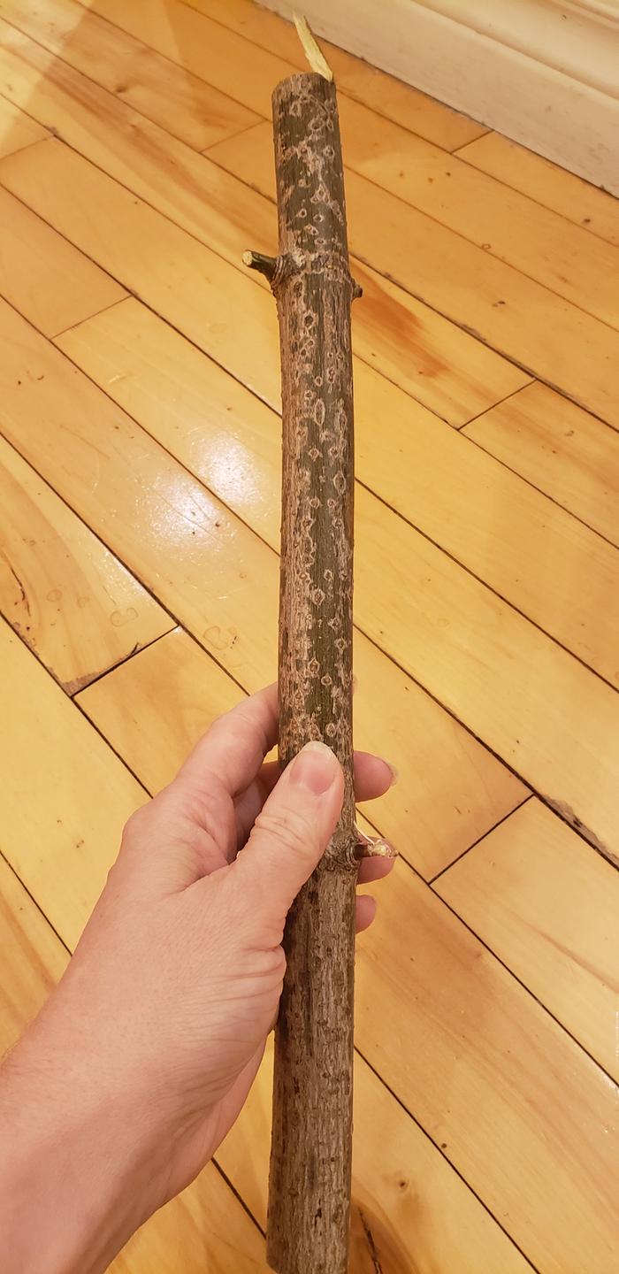 Branch stolen from a neighbour's tree trimmings