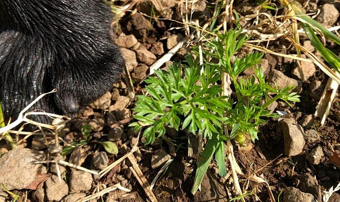 Volunteer Carrot growing in path