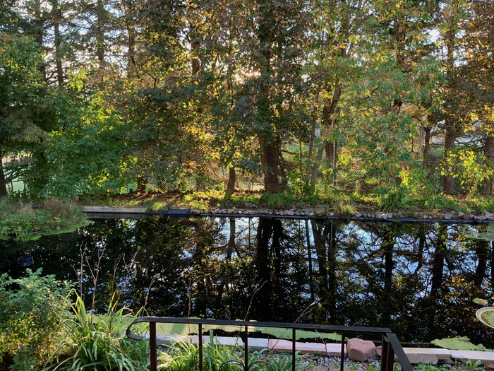 swimming pool converted to natural pond