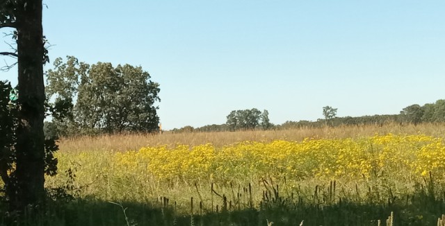 Common wildflower in the neighborhood 